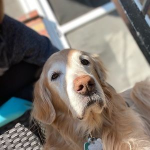 Meet your Posher, Lexie